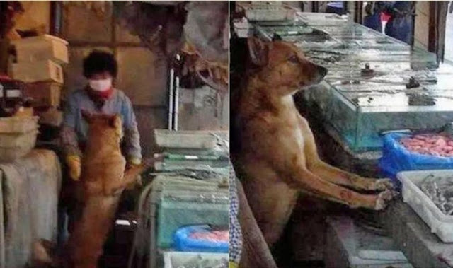 Balasan anjing terhadap wanita yang memberikan makanan kepadanya