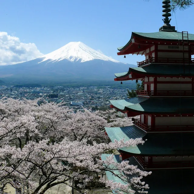 新倉山浅間公園　五重塔　富士山　桜