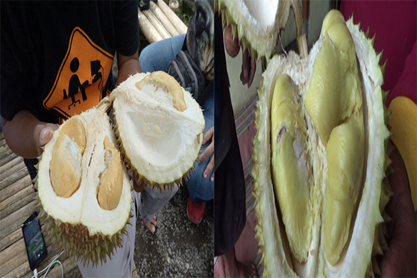 Tempat Tempat Ini Punya Durian Masak yang Enak Dan Lezat Cocok Buat Para Maniak Durian