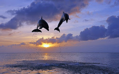 Dolphin hd pictures Free stock photos 