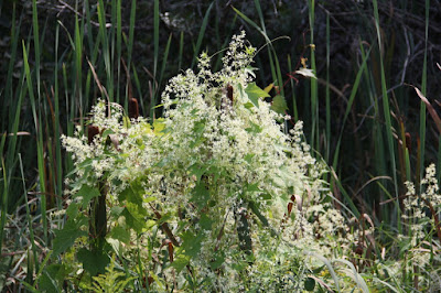 wild cucumber on cattails