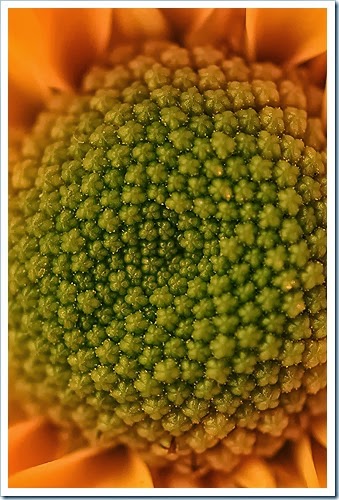 public-domain-flowers-pictures-1 (1132) public-domain-flowers-pictures-1 (1132)
