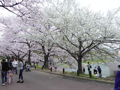 【大阪府吹田市】万博記念公園桜まつり