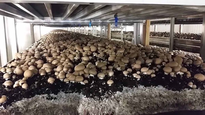 Mushroom farming in Maharashtra | Mushroom cultivation | Biobritte mushroom center