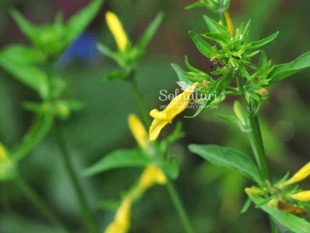 Dicliptera tweediana var. flaviflora  Ajicillo variedad amarilla