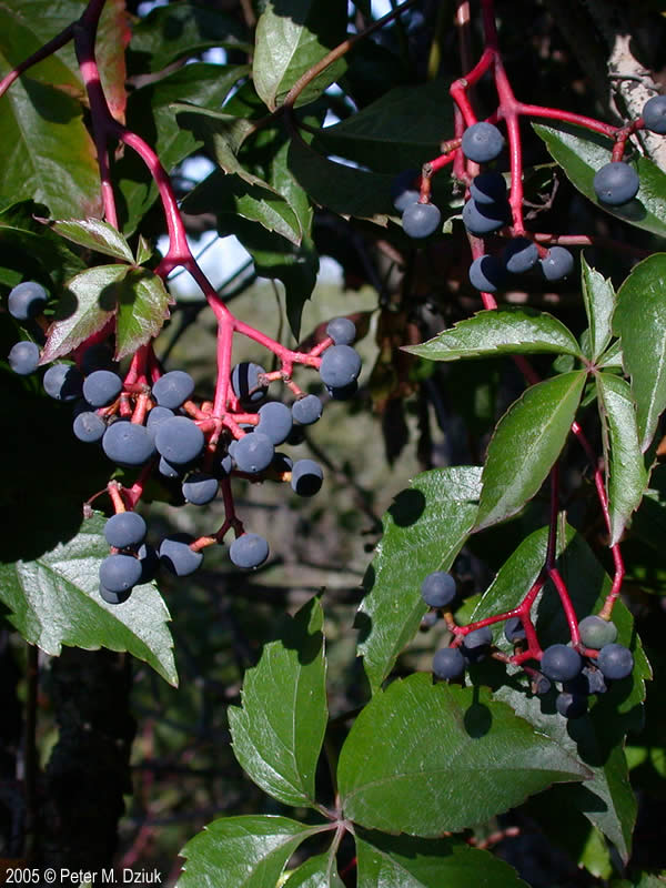 Девичий виноград прикреплённый / Девичий виноград садовый (Parthenocissus inserta)