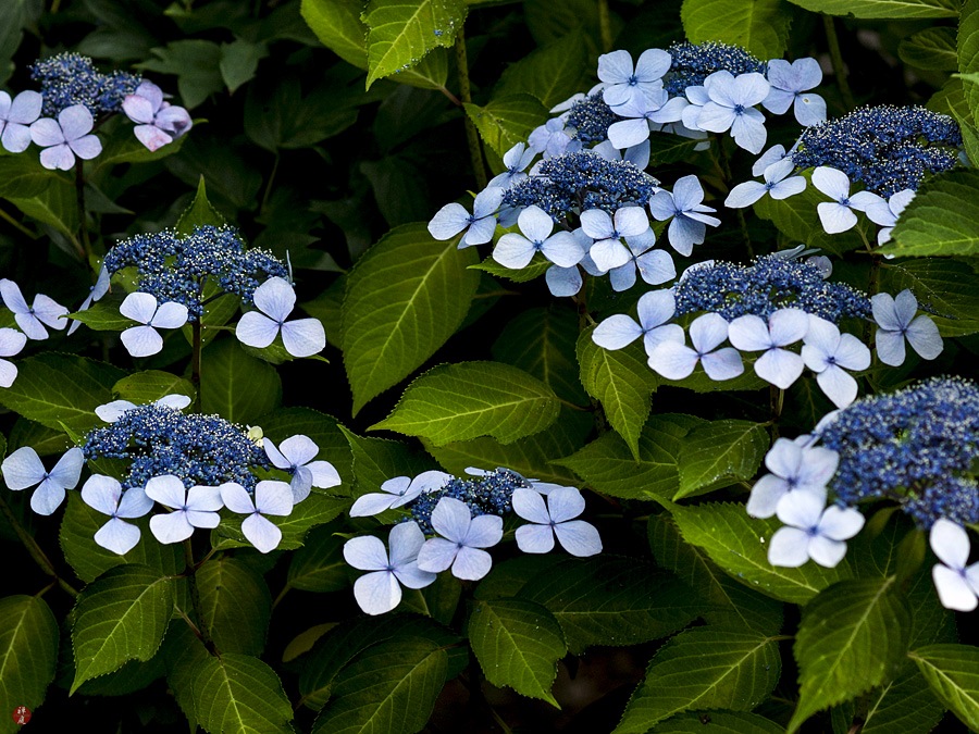 From The Garden Of Zen Gaku Ajisai Hydrangea Macrophylla Flowers In Kencho Ji