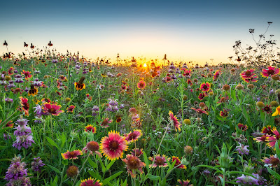 Wildflowers at Sunrise, The Flower Mound