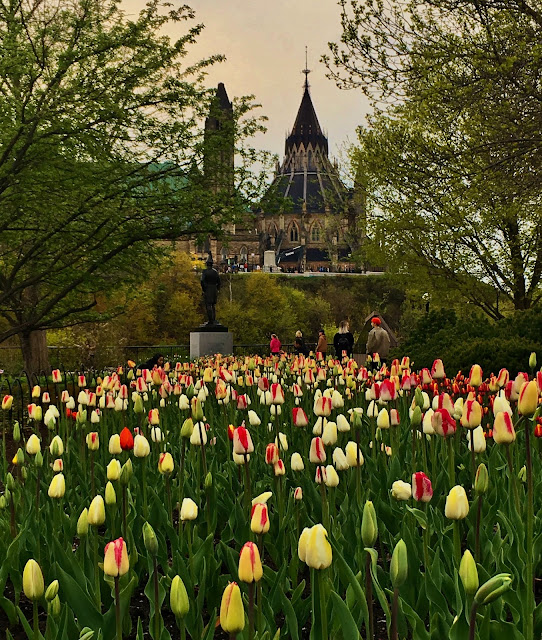 Library of Parliament Building during Canadian Tup Festival in Ottawa, Canada