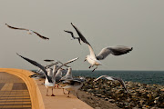 Seagull from Dubai palm. Posted by Anoop Chandriyan at 11:26 PM (mg )