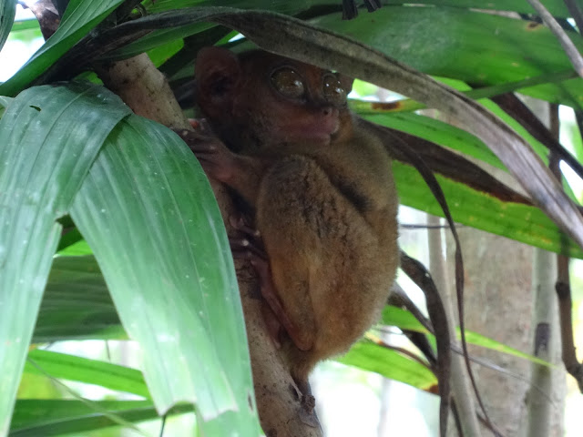 philippines Tarsier Sanctuary bohol