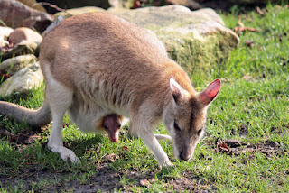 kangaroo HD images picture