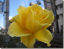 IMG_4887