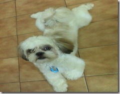 Cachorro morreu quando foi tomar banho