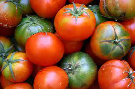 porque mis tomates no florecen