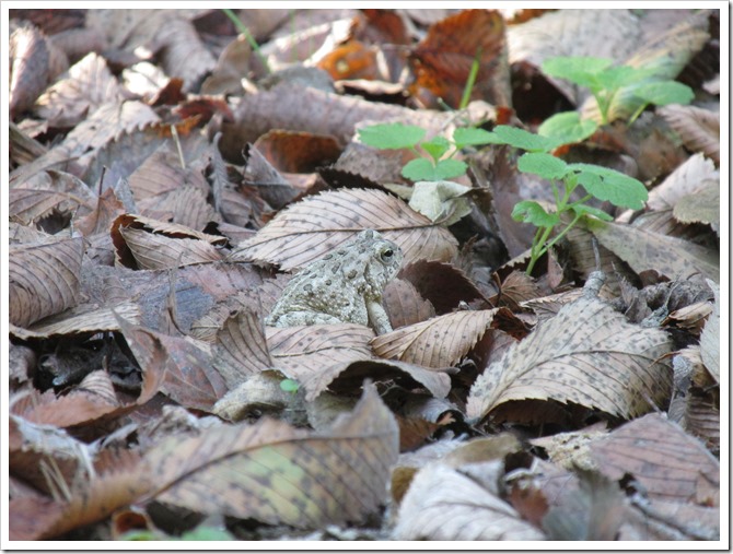 2018-09-17c Kansas, Marysville - Blue River Rail Trail (16)