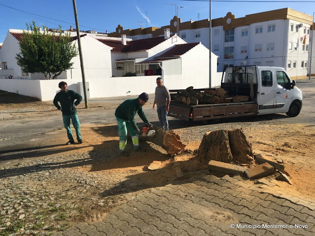 Poda em árvores urbanas em Montemor-o-Novo