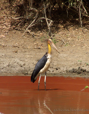 Lesser Adjutant at the Yala National Park