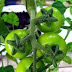 How to ripen green tomatoes #vegetable_gardening