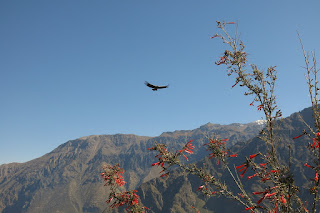A condor flies far away, with mountains in the distance.