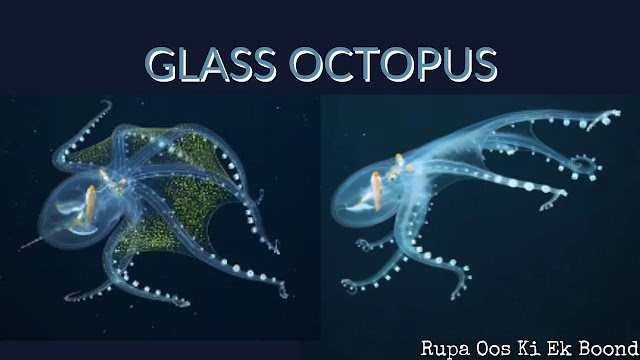 दुर्लभ ऑक्टोपस : ग्लास ऑक्टोपस (Glass Octopus)