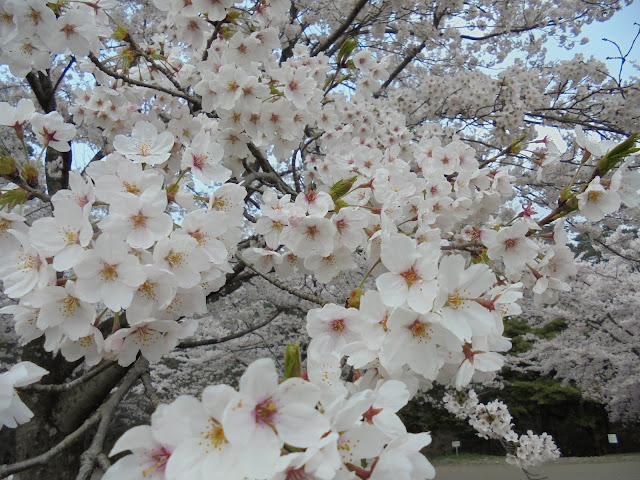 とっとり花回廊の桜の広場のソメイヨシノ桜