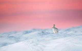 صورة ارنب ابيض يجلس في الثلج ، صور حيوانات حلوه بدقة 4K