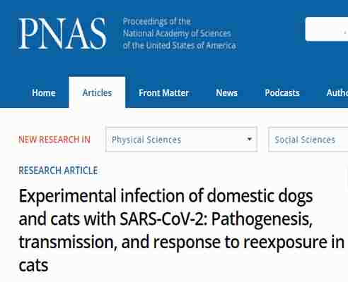 Gatos e cães suscetíveis à infecção por COVID-19, segundo estudo PNAS