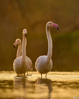 Flamingos at Sunset