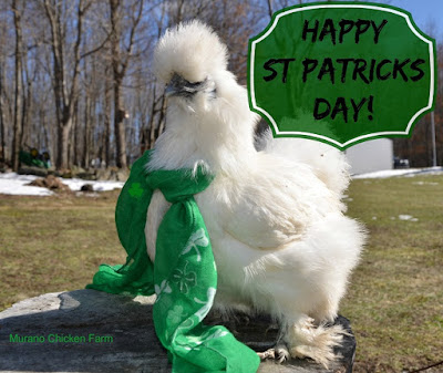 chicken dressed up for St Patrick's day 