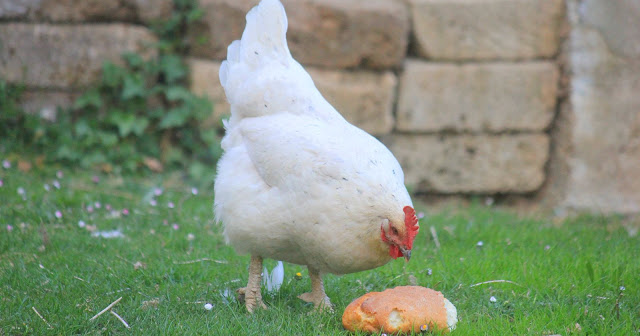 peut-on-donner-du-pain-aux-poules