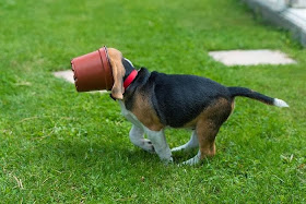 Beagle puppy vs flower pot (4 pics), beagle puppy pictures, funny beagle dog, cute beagle puppy, puppy pictures