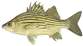 Barfish Images