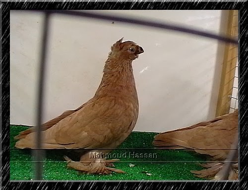 Uzbek pigeons for sale