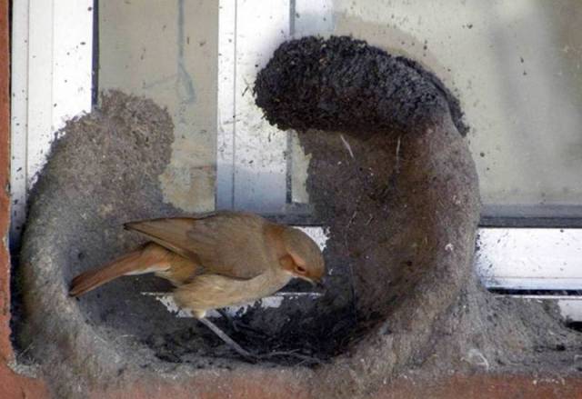 Bird Nest Construction