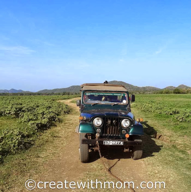 minneriya safari sri lanka