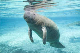 MANATEE