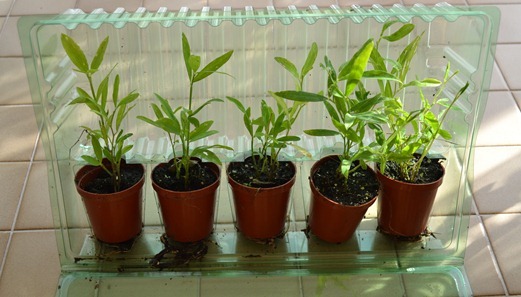 Perennial Everlasting Sweet Peas Perennial Everlasting Sweet Peas