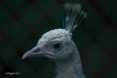 Posted by Ripple (VJ) : Delhi Zoo Revisited :   This white peacock was inside the Indian Peacock enclosure for some reason. It was quite confused and hovered along the peripheri of the cage while the two Indian Peacocks looked on from their positions on the pole.