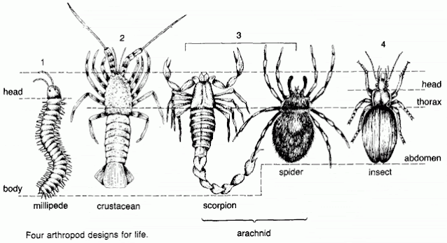 Insects Arthropods Arachnids