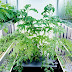 Hydroponic plants to beautify your home