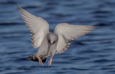 Image 6: Rock Pigeon in Flight over the Diep River, Woodbridge Island