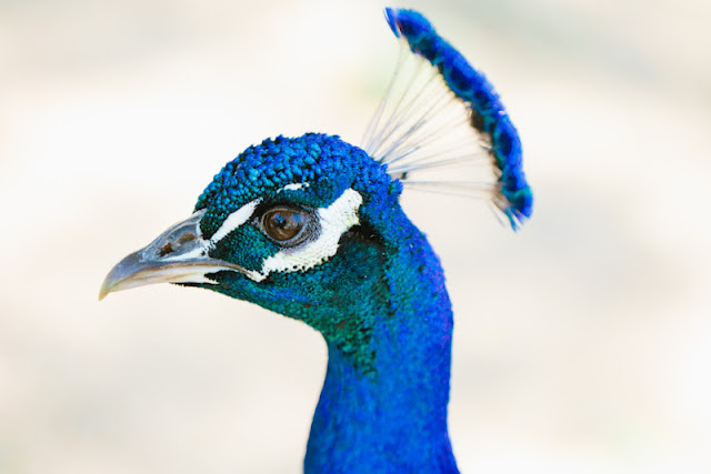 peacock portrait