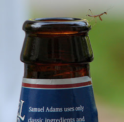 A tiny praying mantis sitting on top of an open beer bottle.