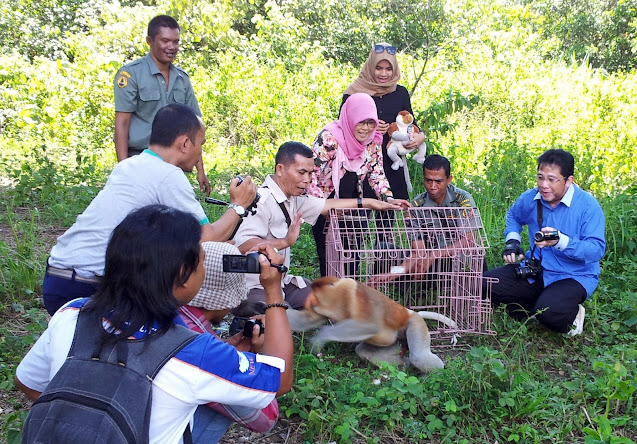 Release Bekantan to wildlife