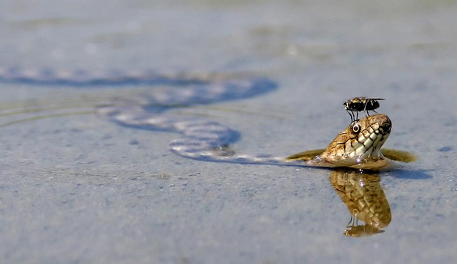 15 fotos de animais em situações engraçadas