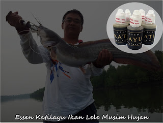 Essen Katilayu Ikan Lele Khusus Untuk Musim Hujan