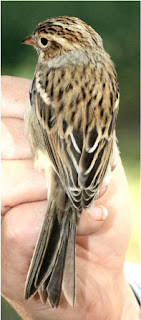 Clay-colored Sparrow