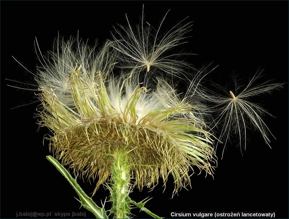 Cirsium vulgare - Ostrożeń lancetowaty nasiona