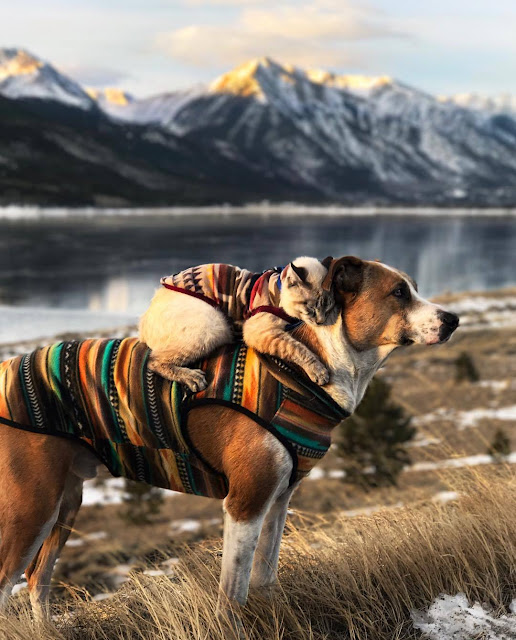 Henry-y-Baloo-compañeros-de-acampada-adorables-fotografías